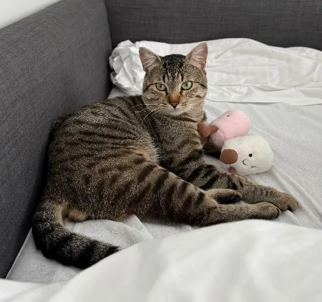 chat reunited   45400 Fleury-les-Aubrais Samael