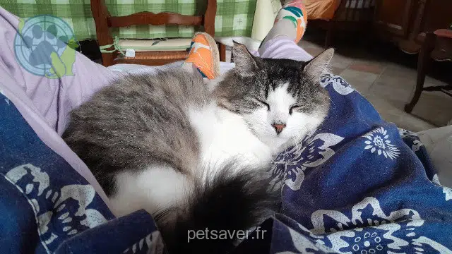 chat reunited 45170 Neuville-aux-Bois Sidoux