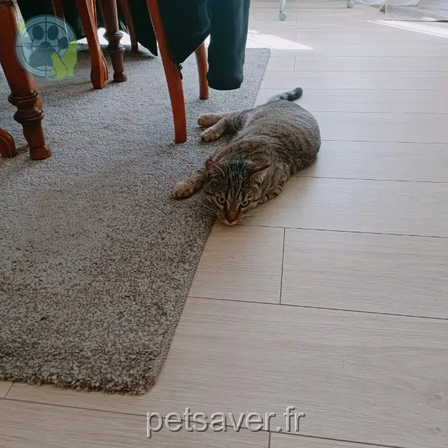 chat reunited 45380 Chaingy Tigrou