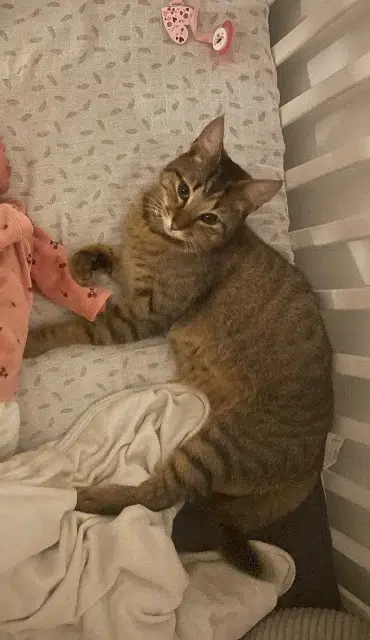 chat reunited   45340 Boiscommun Tyty