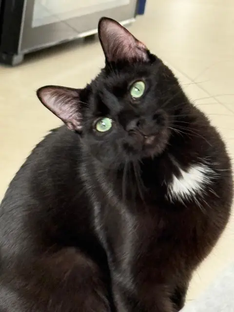 chat reunited   45520 Gidy Zadig