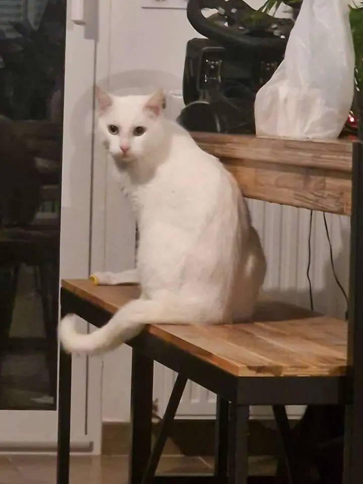 Chat Perdu 45 Loiret Chat Perdu 45 Loiret