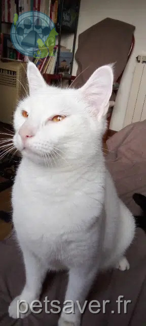 chat reunited 46130 Puybrun Aki