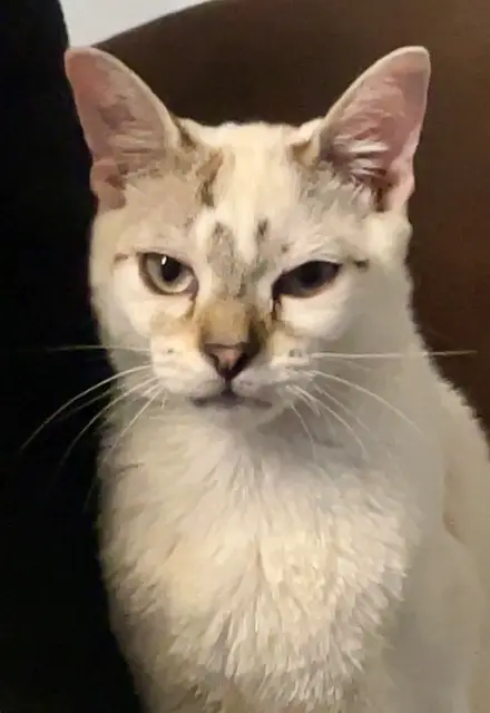 chat reunited   46140 Anglars-Juillac Alaska