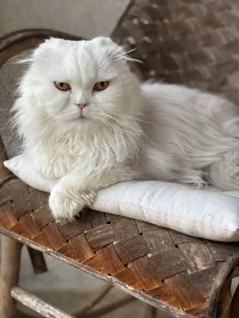 chat reunited   46320 Assier Boubou