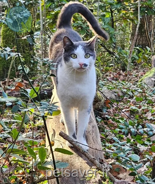 chat reunited 46150 Boissières Grisou