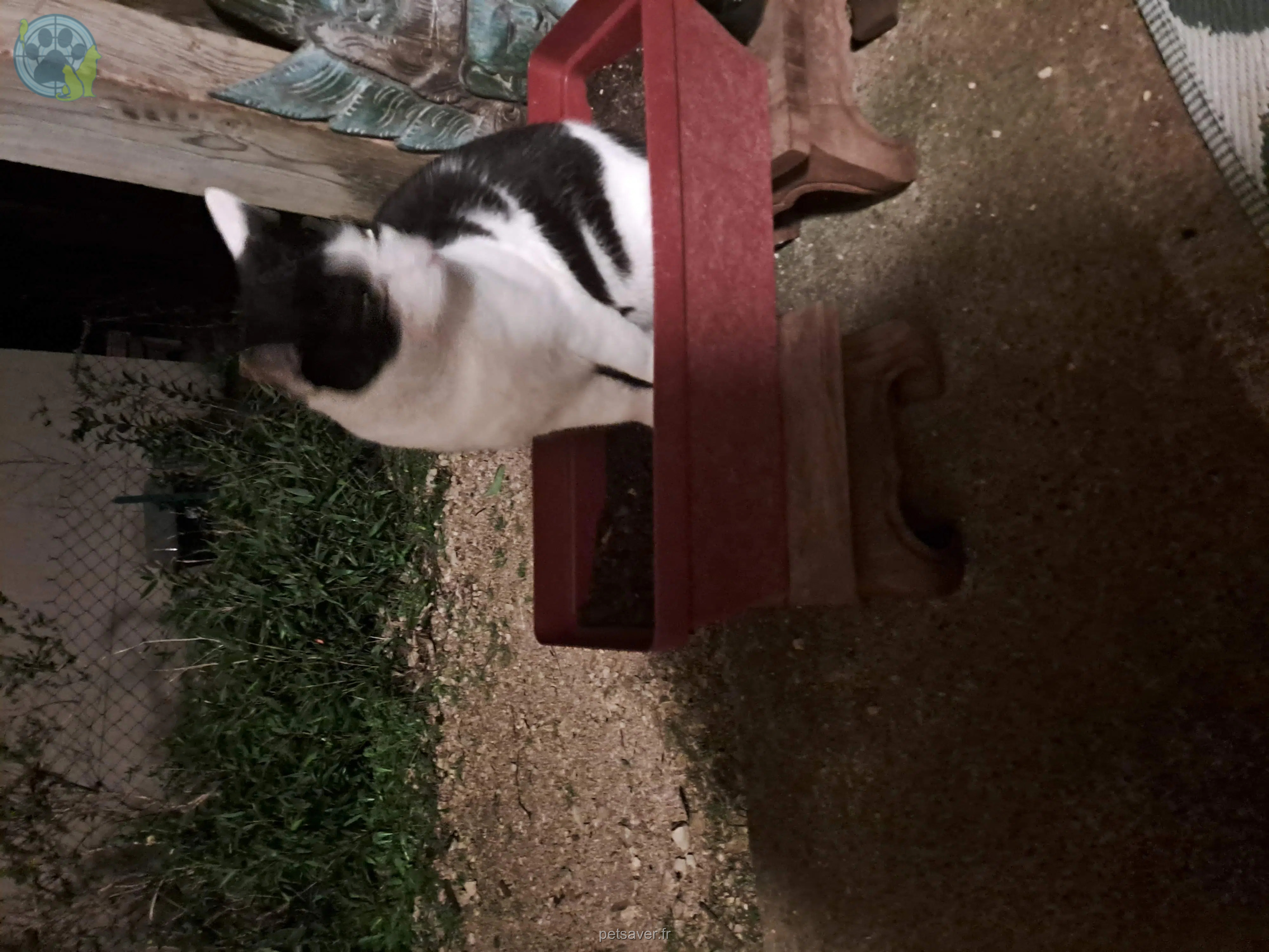 chat reunited 46500 Alvignac Neko