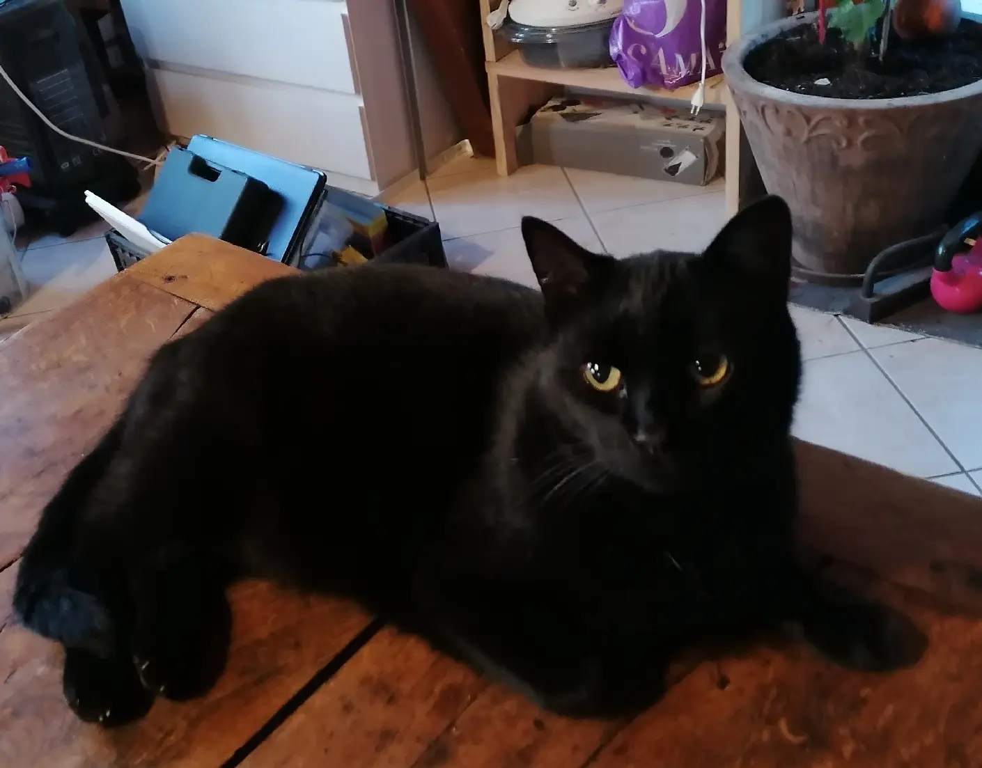 Chat Perdu 46 Lot - Patate Chat Perdu 46 Lot - Patate