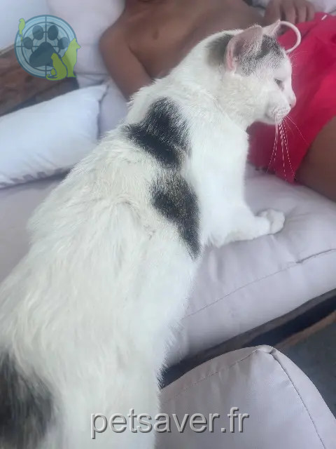 chat reunited 46090 Le Montat Samy