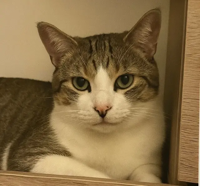 chat reunited   46230 Lalbenque Scar