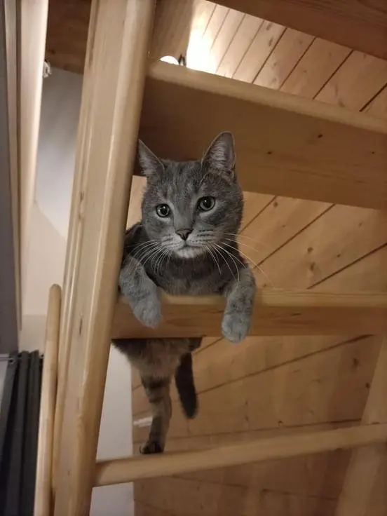 Chat Perdu 46 Lot - Sully Chat Perdu 46 Lot - Sully