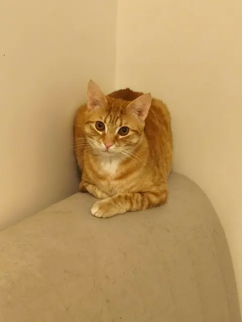 chat reunited   46160 Cajarc Viggo