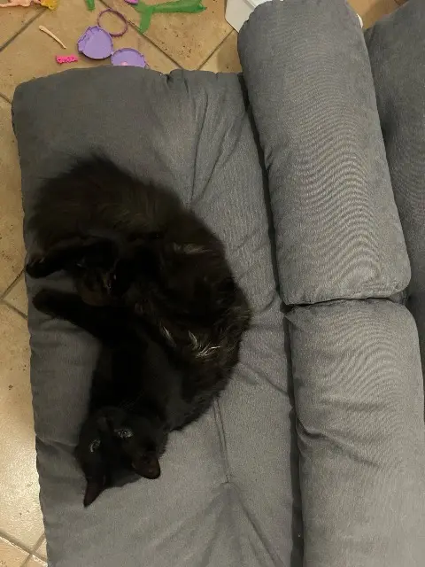 chat reunited   47300 Villeneuve-sur-Lot Anubis