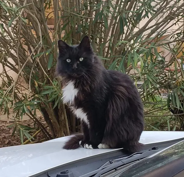 chat reunited   47300 Villeneuve-sur-Lot Baloo