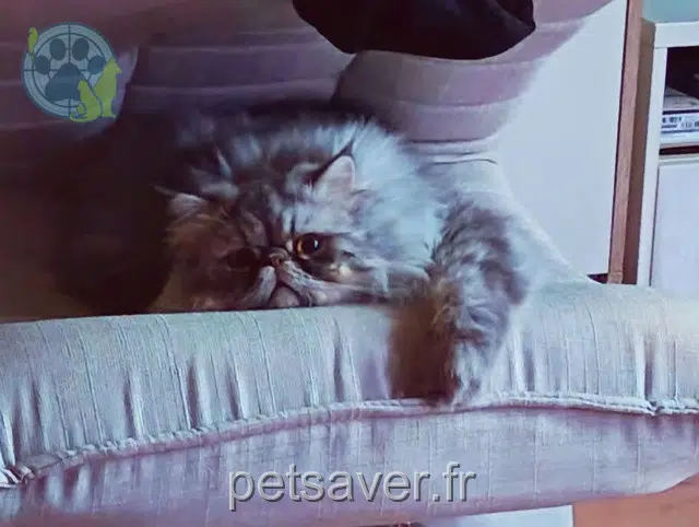 chat reunited   47300 Villeneuve-sur-Lot Bobo