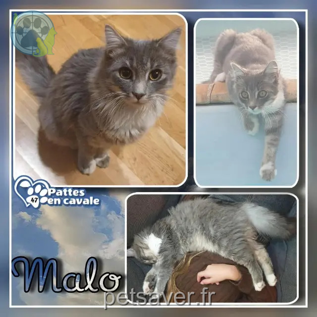 Kater reunited   47140 Penne-d'Agenais MALO
