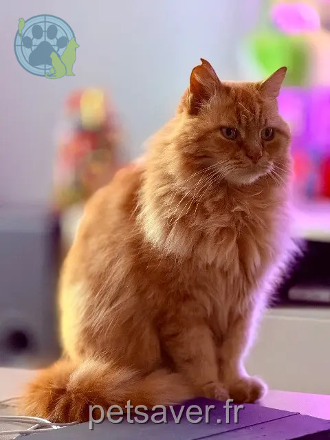 gatto reunited   47300 Villeneuve-sur-Lot Oliver