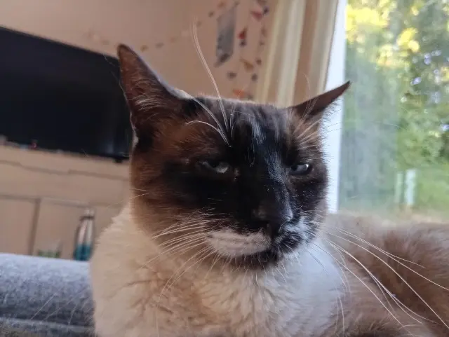 chat reunited   47270 Saint-Jean-de-Thurac Plume