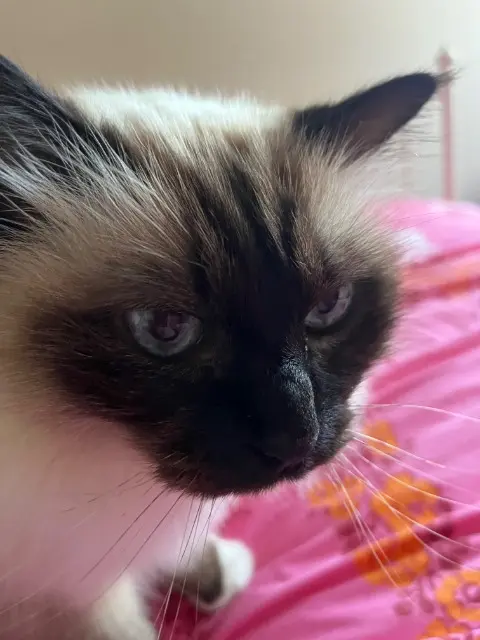 chat reunited   47200 Marmande Sweetie