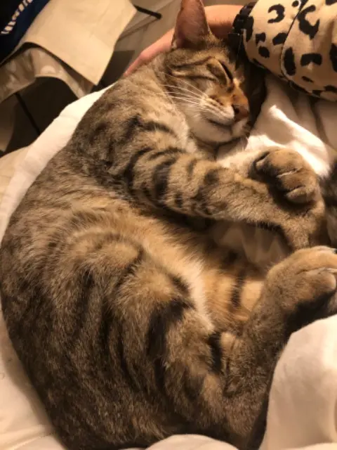 chat reunited   47000 Agen Tigrou
