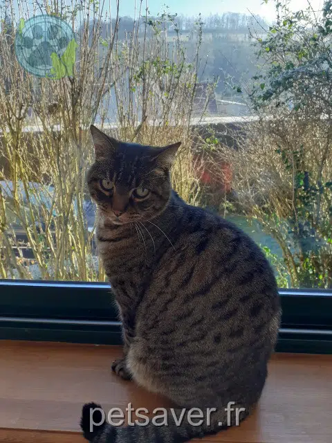chat reunited 47600 Calignac Twick