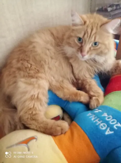 chat reunited   47200 Marmande Ulysse