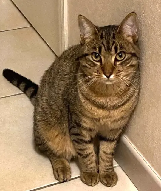 chat reunited   47200 Beaupuy Ulysse