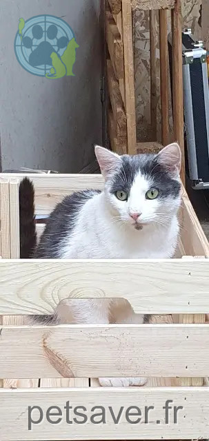 gato reunited 48200 Les Monts-Verts Frimousse