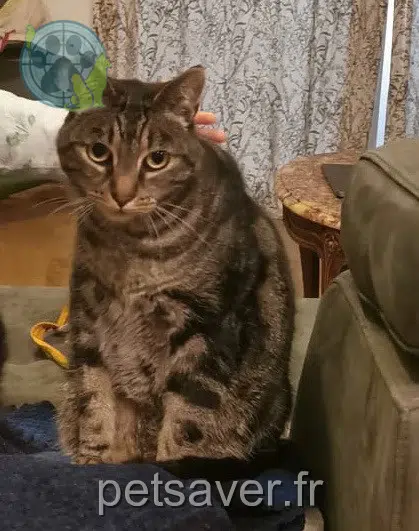 chat reunited Angers Blikey