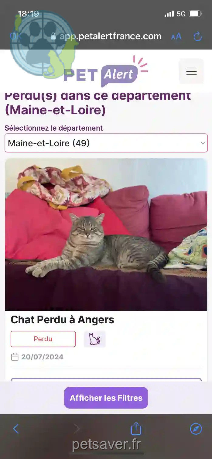 Chat Trouvé 49 Maine-et-Loire Angers - Chachoux Chat Trouvé 49 Maine-et-Loire Angers - Chachoux