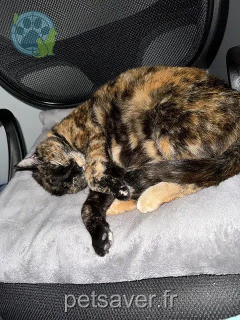 chat reunited    Angers Chanel