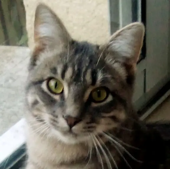 chat reunited    Angers Linus