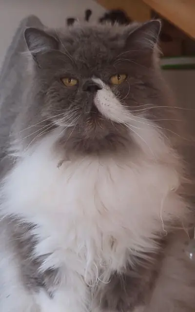 chat reunited    Angers Noko