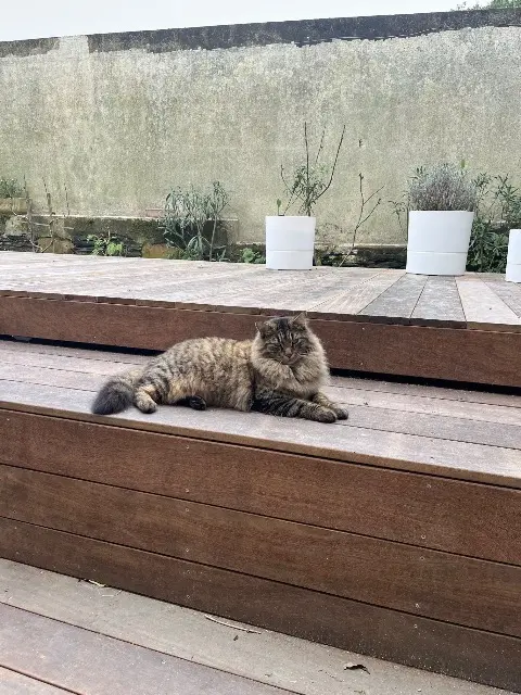 chat reunited    Angers Paco