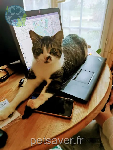 chat reunited    Angers Roger