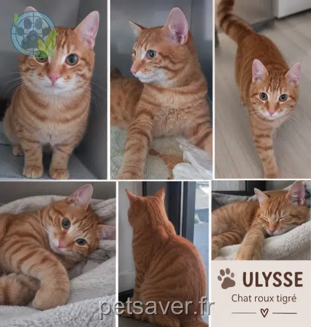 chat reunited Angers Ulysse