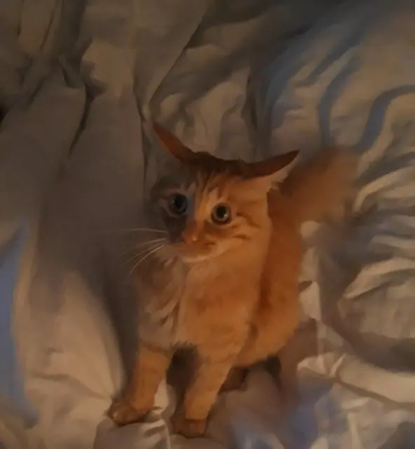 chat reunited    Angers Yuki