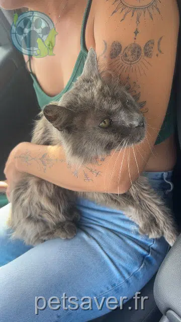chat reunited 49460 Montreuil-Juigné Baloo