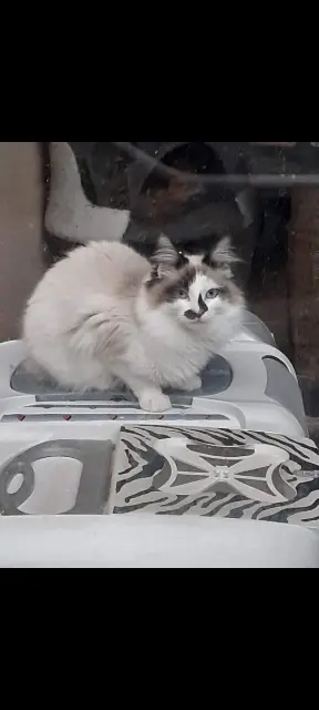 chat reunited    Beaupréau-en-Mauges Pégase