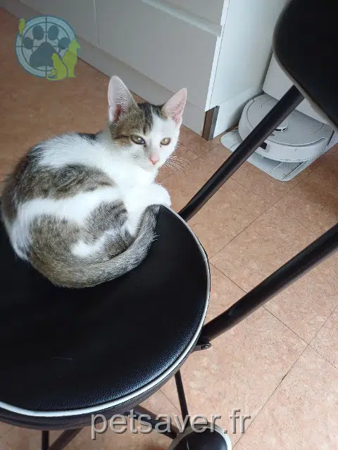 chat reunited 49300 Cholet Biscuits