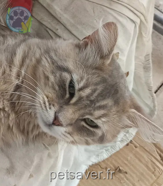 chat reunited 49130 Les Ponts-de-Cé Bouille
