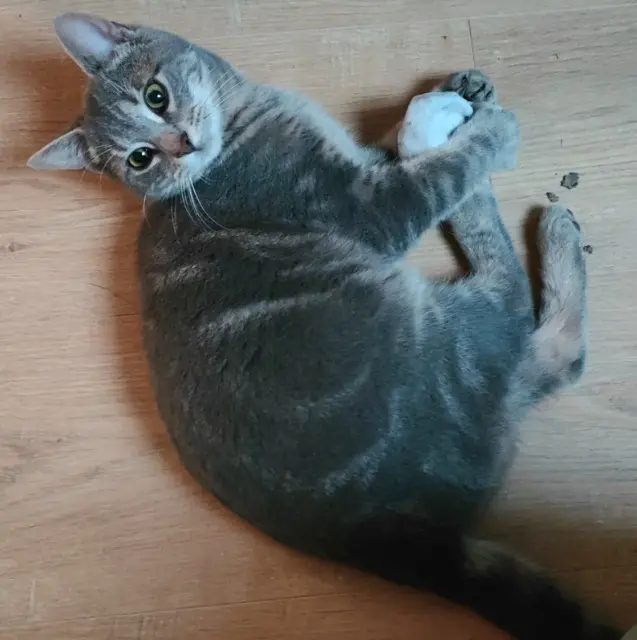 chat reunited   49320 Brissac-Loire-Aubance Viggo