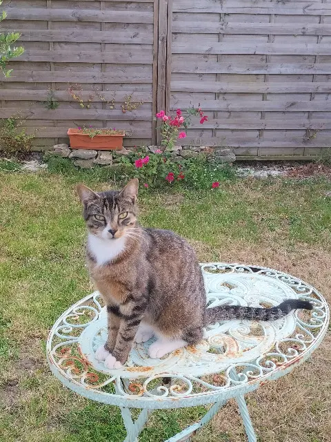 chat reunited     Chaussette