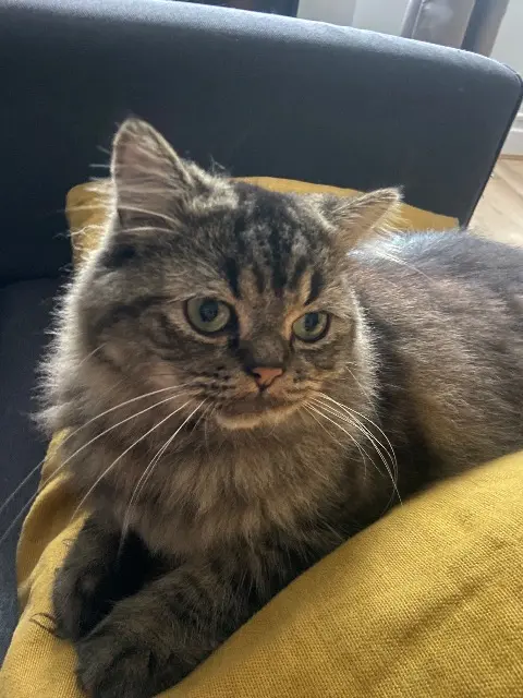 chat reunited    Chemillé-en-Anjou Wally