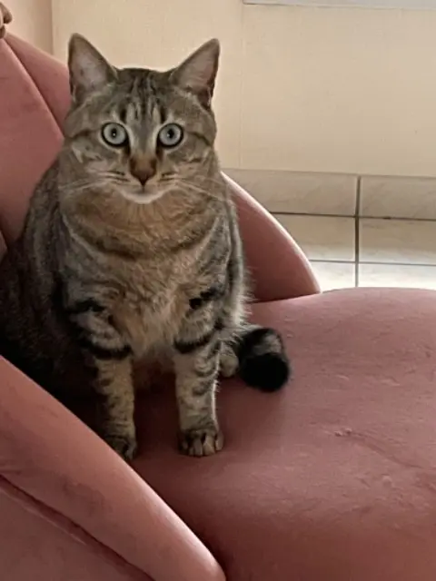 chat reunited   49800 Trélazé Kitkat