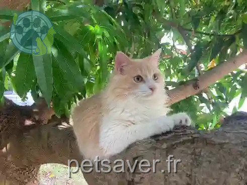 Chat Perdu 49 Maine-et-Loire Les Garennes-sur-Loire - Tao Chat Perdu 49 Maine-et-Loire Les Garennes-sur-Loire - Tao