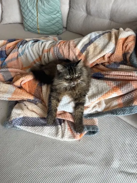 chat reunited   49460 Feneu Malow