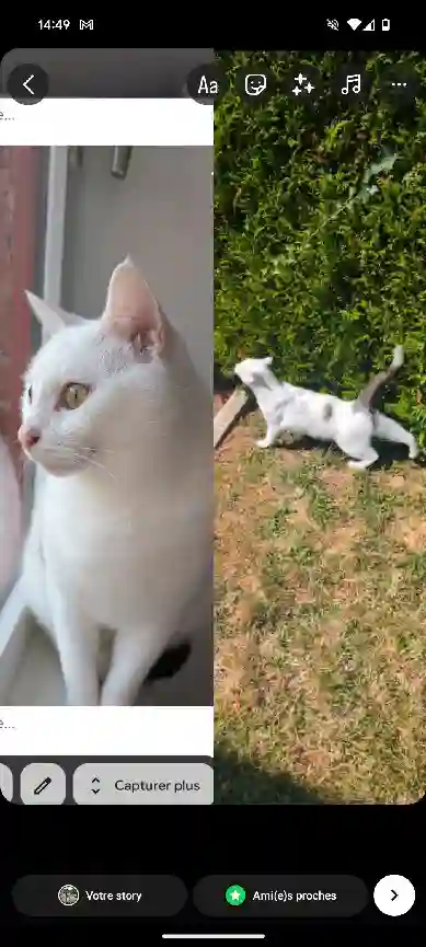 Chat Trouvé 49 Maine-et-Loire Mauges-sur-Loire - Leyann Chat Trouvé 49 Maine-et-Loire Mauges-sur-Loire - Leyann
