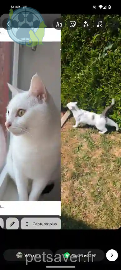 Chat Trouvé 49 Maine-et-Loire Mauges-sur-Loire - Leyann Chat Trouvé 49 Maine-et-Loire Mauges-sur-Loire - Leyann