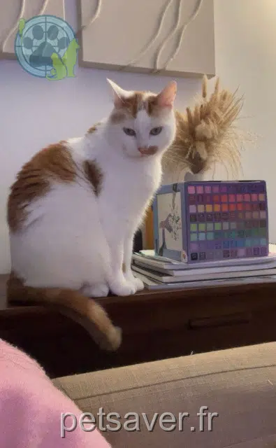 kater reunited   49130 Les Ponts-de-Cé Melvin